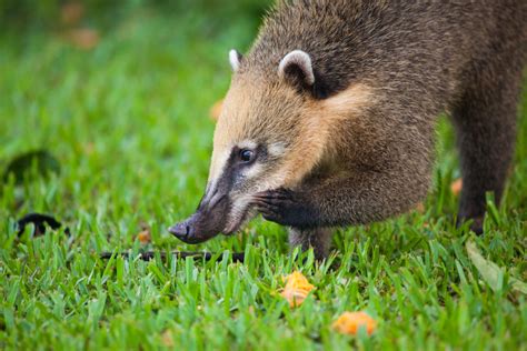 Texas exotic animals is the only breeder known to produce. South American Coati | CRITTERFACTS