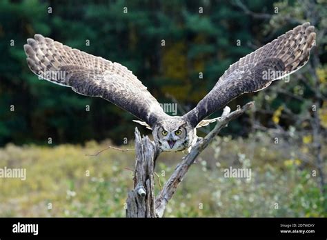 Great Horned Owl In Flight And Perching Stock Photo Alamy