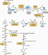 Metabolism of Purine & Pyrimidine Nucleotides - Structure, Function ...