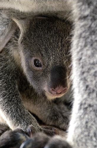 Baby Koala Ventures Out Of The Pouch Zooborns