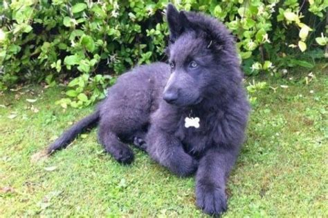 The Blue German Shepherd Your Questions Answered