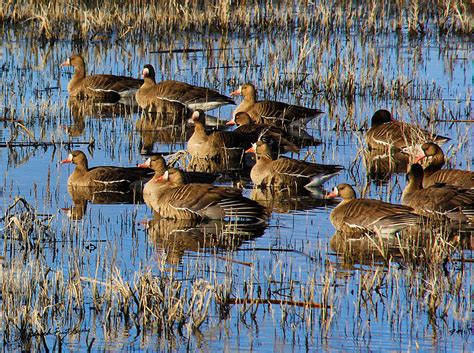 Birds And Wildlife Pat Moore Photography