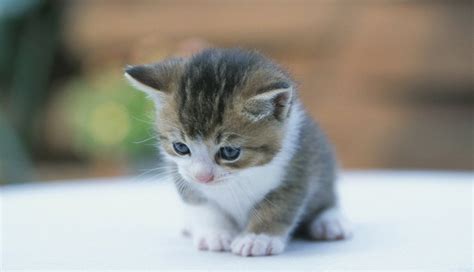 Gato Tierno Pequeño Kittens Cutest Kittens Cutest Baby Cute Fluffy