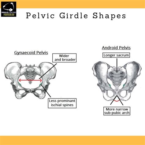 Pelvic Girdle Shapes Which Are The Three Bones Of The Pelvic Bones