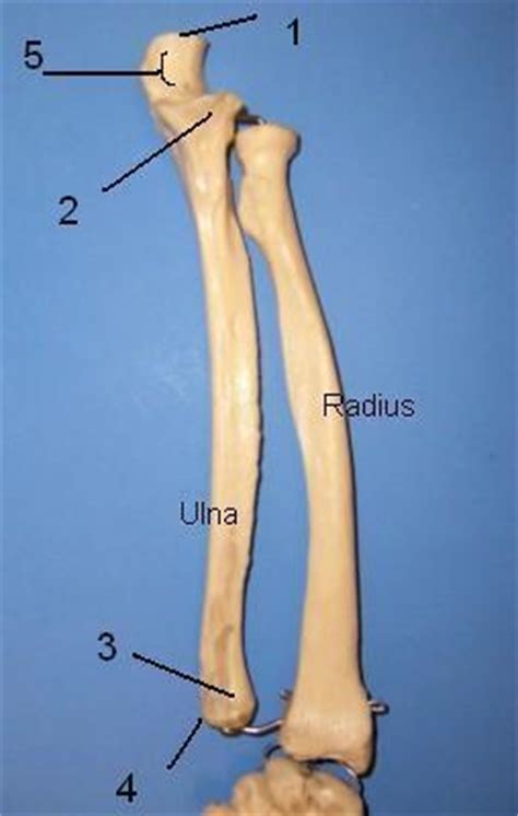 You will be required to label the ulnar notch, styloid process of ulna. Appendicular skeleton - Biology 110 with Dunbar at Southern Connecticut State University - StudyBlue