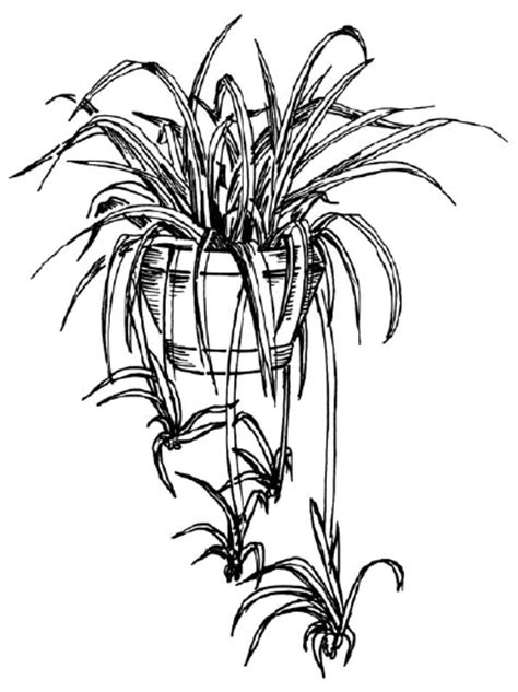 How To Draw A Spider Plant Howstuffworks