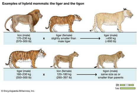 Tiger X Lion Hybrids Size Comparison Interestingasfuck