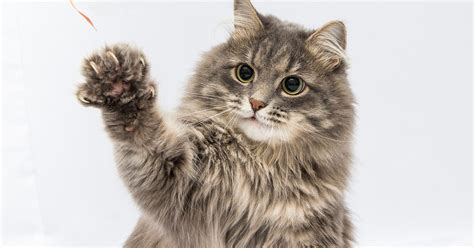 Commentary Nj Should Not Outlaw Cat Declawing