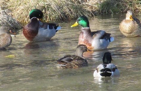 Three Ways To Hunt River Ducks Grand View Outdoors