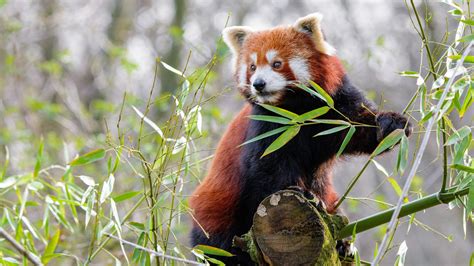 Free download hd or 4k use all videos for free. Animal Red Panda 4K HD Wallpapers | HD Wallpapers | ID #32703