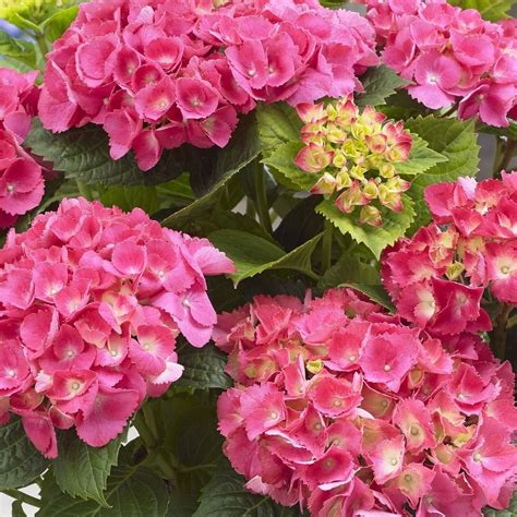 Buy Mophead Hydrangea Hydrangea Macrophylla Little Pink Delivery By