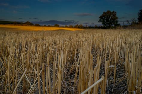 Field Cornfield Sunset Free Photo On Pixabay Pixabay