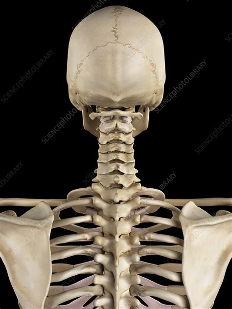 Human Cervical Spine Artwork Stock Image F0094470 Science Photo