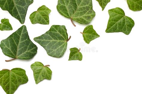 Ivy Leaves Stock Images Download 23932 Royalty Free Photos