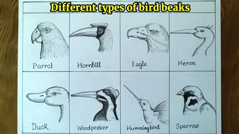 Different Types Of Beaks Of Birds Drawinghow To Draw Bird Beaks Step