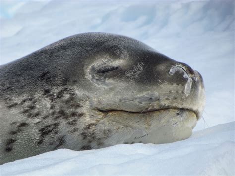 How Cute Is This Sleeping Leopard Seal Side Note Theyre Quite