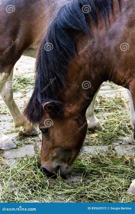 Horse With Black Mane Eating Grass Stock Photo Image Of Hungry Brown