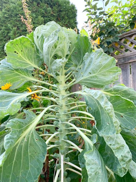 How To Grow Bug Free Brussel Sprouts From Seed