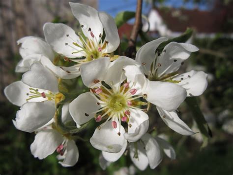 Free Images Nature Branch White Flower Petal Bloom Spring