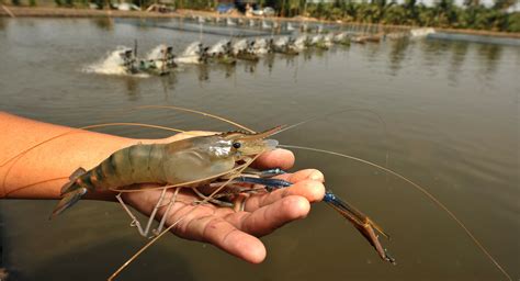 Southeast Asias Domestic Shrimp Demand Puts Dent In Exports