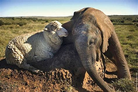 14 Of The Most Adorable Unlikely Animal Friendships Part 2