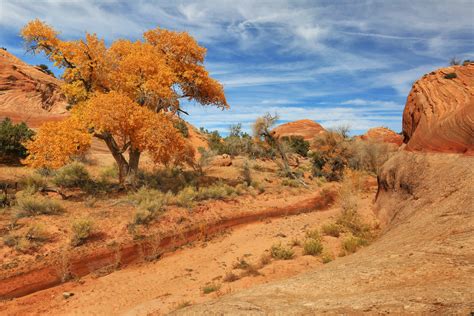 Usa Pars Sky Utah Trees Sand Nature Desert
