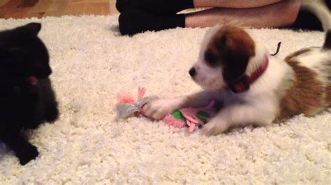 Puppy And Kitten Meet For The First Time Youtube