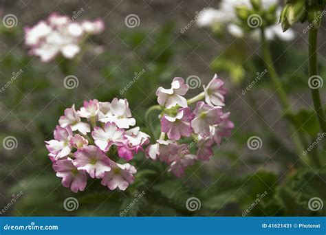 Small Rose And White Garden Flowers Stock Image Image Of Bright Flora