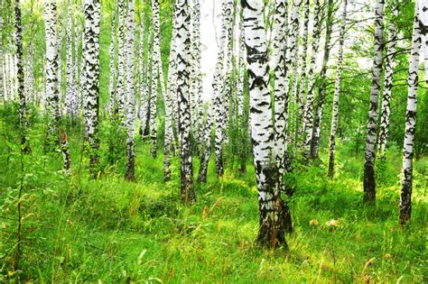 Summer In Sunny Birch Forest Stock Photo Image Of Park Lush 84129700