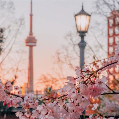 Stunning Pictures Of Cherry Blossoms — With Facts Far And Wide