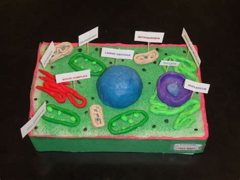 Plant Cell Model Ideas Your Students Find Them Interesting Cell