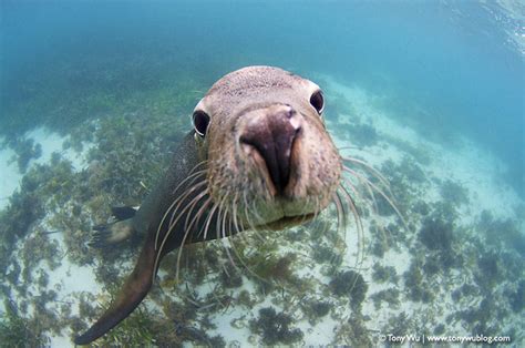 curious george naturally curious sea lion pup tony wu flickr