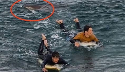 Surfer Punches Shark Tense Aftermath Caught On Video