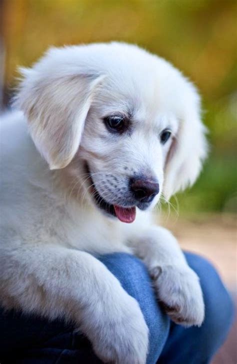 Cute Puppy And Dog 5 Most Affectionate Dog Breeds