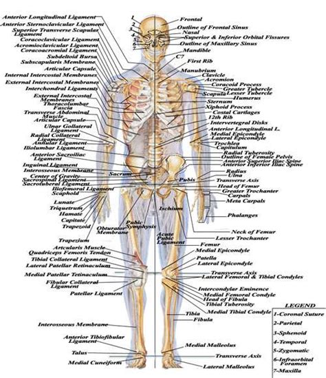 Download body parts images and photos. 206 Bones of the body diagram