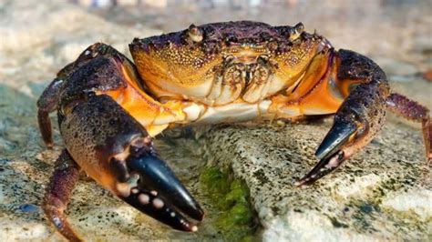 3 Main Types Of Crabs In Florida