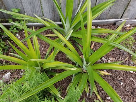 Growing Pineapple Plants Ficarro Farms
