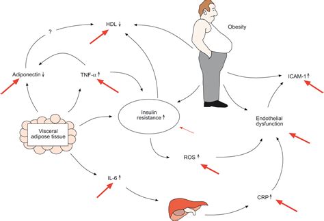 Comorbidity in elderly cancer patients in relation to. Complex chronic comorbidities of COPD | European ...