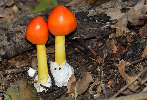 Maryland Biodiversity Project American Caesars Amanita Amanita