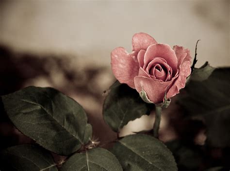 Vintage Pink Roses Wallpaper