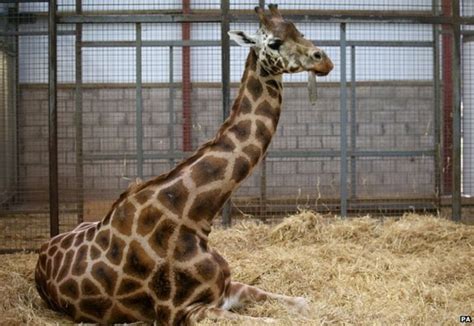 Giraffe Dental Work Is A Tall Order For Blair Drummond Vets Bbc News