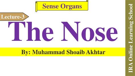 Anatomy Of Nose The Nose Structure And Function Of Nose Sense