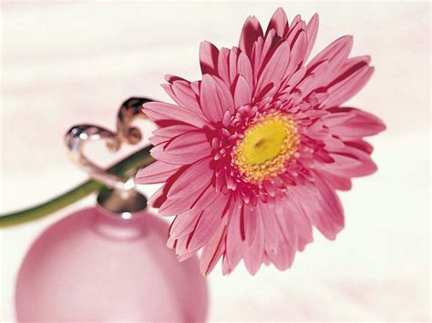 Check spelling or type a new query. Flower Facts - All About Flowers!: Flowers used to make ...