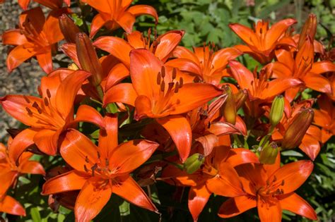 Some lily flowers are seemingly flat. The Different Types of Lilies - Garden Lovers Club