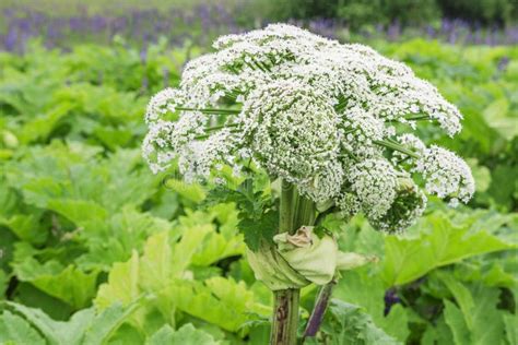 Giant Blooming Hogweed Dangerous To Humans Closeup Of A White