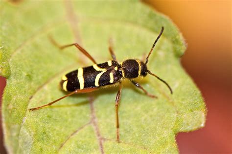 Focus On Wildlife Wasp Beetle Clytra Arietis