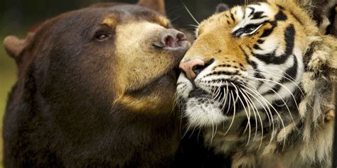 Animal Odd Couples 7 Heartwarming Photos