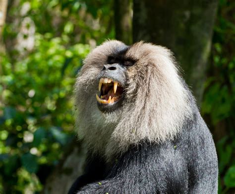 Lion Tailed Macaques How Bearded Monkeys Help The Rainforest Bloom