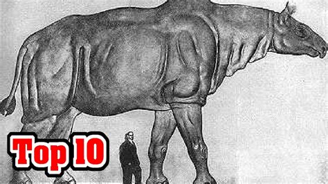 Top 10 Biggest Land Mammals That Ever Walked The Earth Youtube