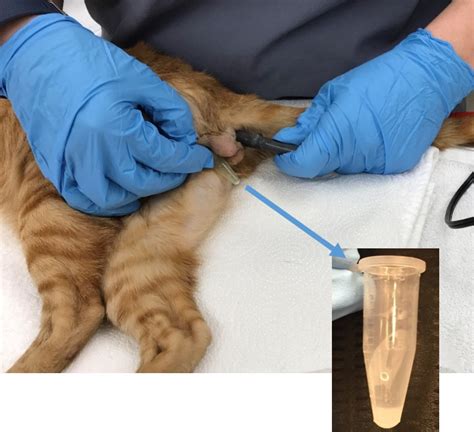 Drost Project The Visual Guide To Feline Reproduction Electrojaculation